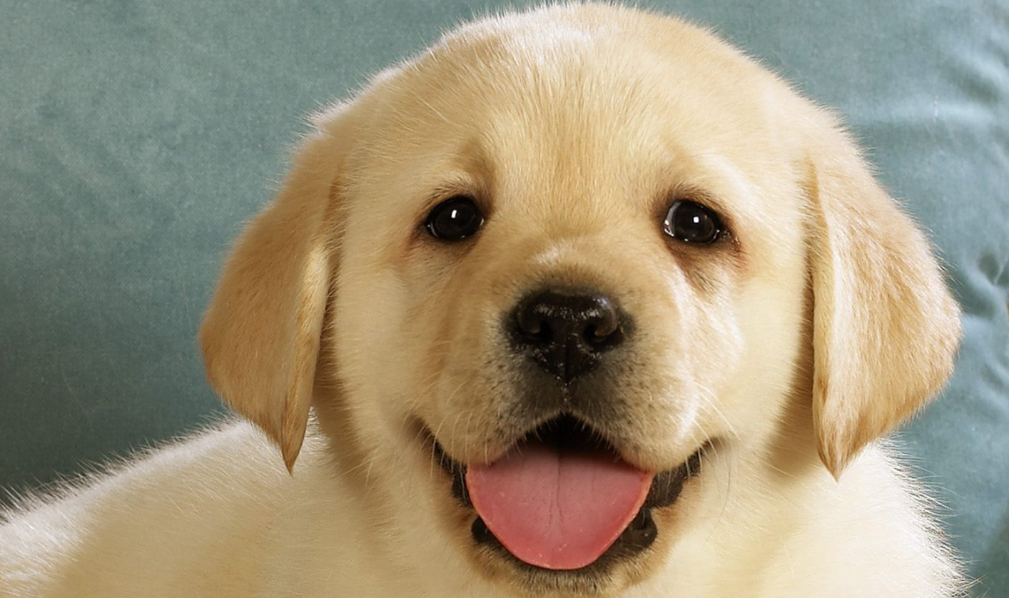 image-20250203184531220